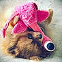 Bootchou participe au concours pour gagner de l'argent avec cette photo : dog, fluffy, plush_toy, pink, flamingo, pet, cute, lying_down, wooden_floor, animal, fur, indoor, nose, face, toy, playful, domestic_animal, brown, soft, cozy