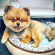 Bootchou a rejoint le concours — aidez-le/la à gagner de superbes lots ! dog, pomeranian, pet_bed, fluffy, indoor, cozy, cute, animal, fur, small_dog, relaxed, looking, ears, tail, floor, furniture, table, home, resting, companion