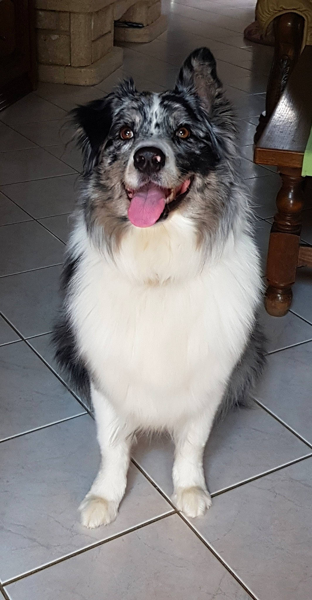 Nina participe au concours pour gagner de l'argent avec cette photo : ancient_dog_breeds, australian_collie, australian_shepherd, border_collie, canidae, carnivore, companion_dog, dog, dog_breed, herding_dog, mammal, miniature_australian_shepherd, rare_breed_dog, shetland_sheepdog, siberian_husky, snout, sporting_group, thai_bangkaew_dog, vertebrate, whiskers