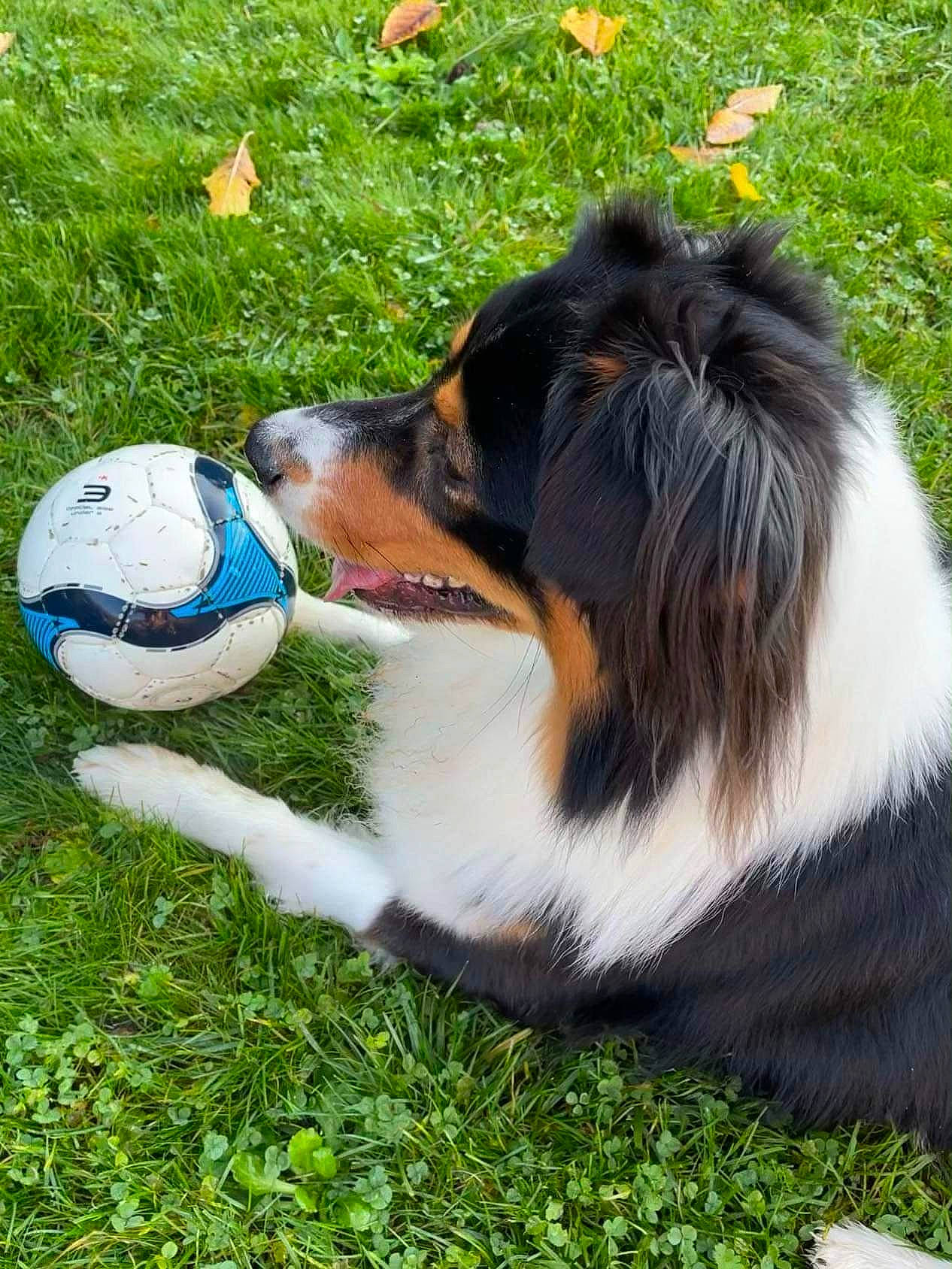 Arrow participe au concours pour gagner de l'argent avec cette photo : ball, carnivore, collie, companion_dog, dog, dog_breed, fur, grass, herding_dog, plant, rough_collie, scotch_collie, shetland_sheepdog, snout, sporting_group, tail, terrestrial_animal, whiskers, working_animal, working_dog