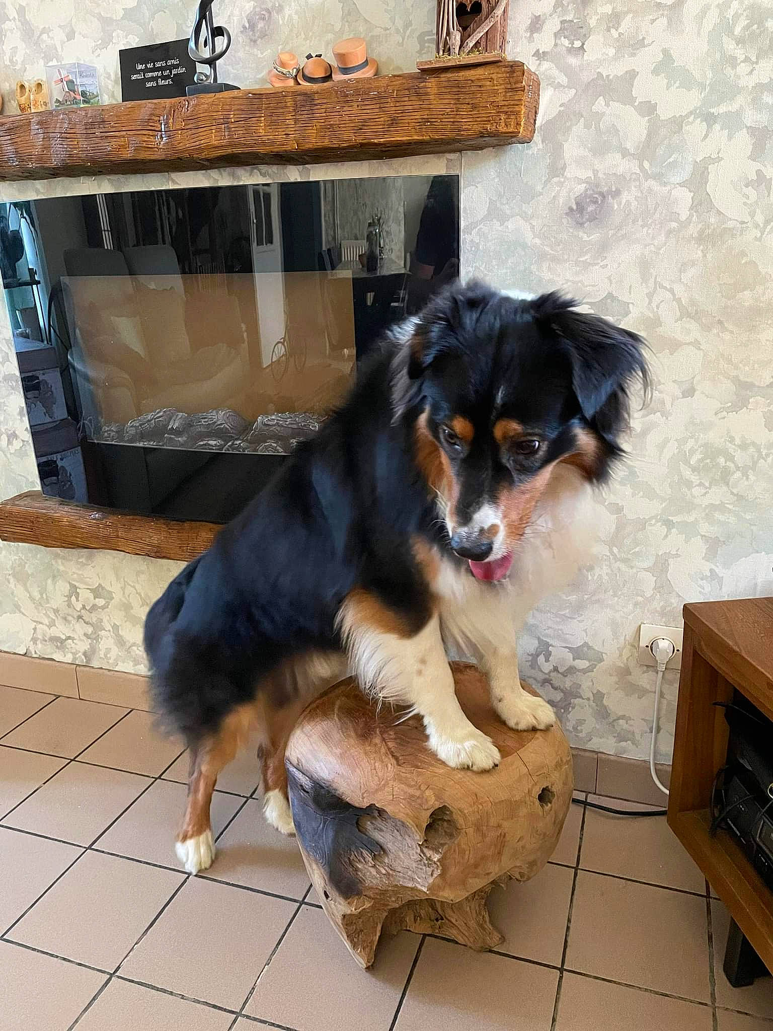 Arrow participe au concours pour gagner de l'argent avec cette photo : box, carnivore, companion_dog, dog, dog_breed, door, flooring, fur, gas, hardwood, home_appliance, snout, sporting_group, wood, working_dog