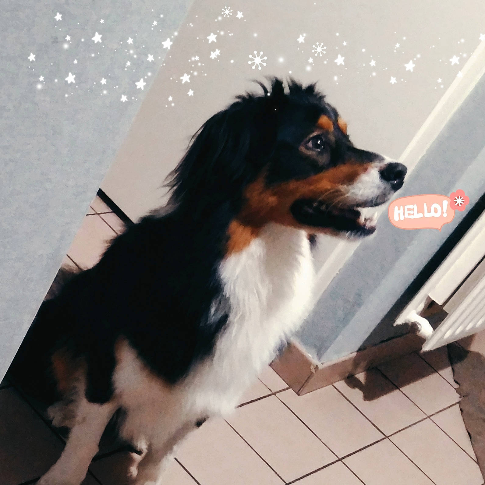 Arrow participe au concours pour gagner de l'argent avec cette photo : bernese_mountain_dog, canidae, carnivore, collar, companion_dog, dog, dog_breed, door, fur, herding_dog, snout, sporting_group, tail, toy_dog, whiskers, windshield, working_animal, working_dog