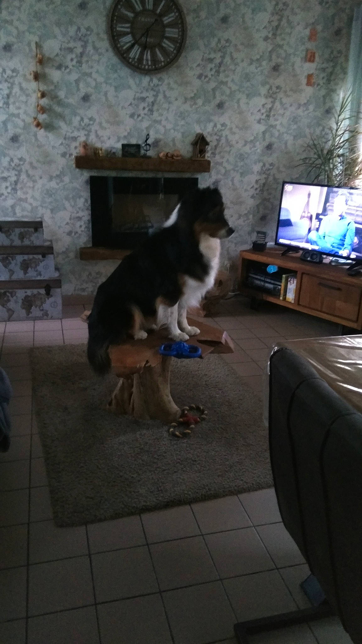 Arrow a rejoint le concours — aidez-le/la à gagner de superbes lots ! carnivore, companion_dog, desk, dog, dog_breed, door, floor, flooring, fur, hardwood, herding_dog, home_appliance, living_room, personal_computer, picture_frame, room, sporting_group, tail, television, television_set