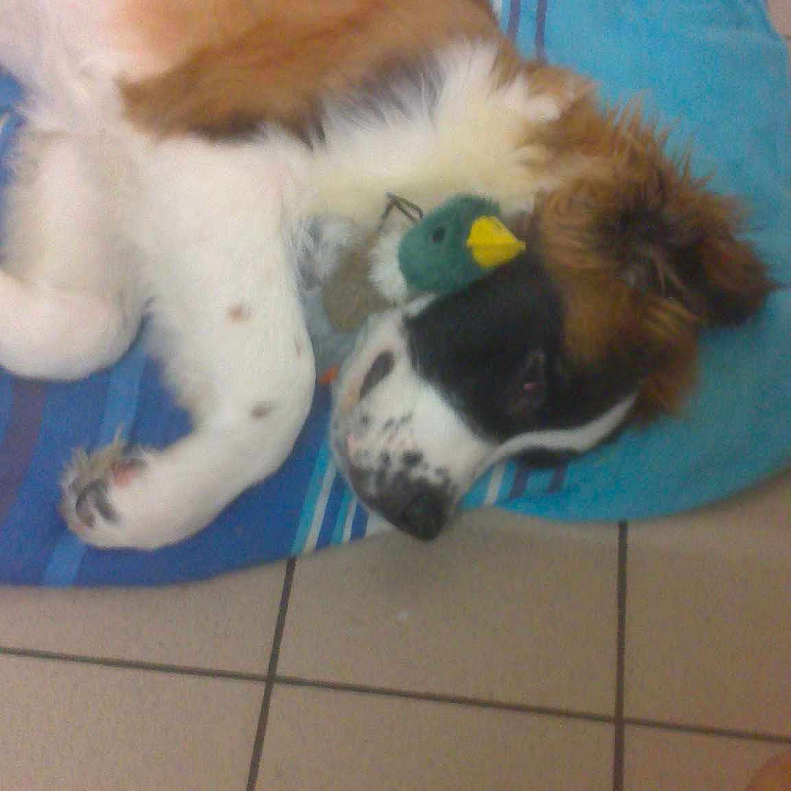 Bernard