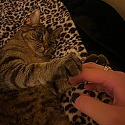 Kitty joined the competition — help win amazing prizes! cat, tabby, paw, human_hand, leopard_print, blanket, playful, indoor, pet, feline, closeup, claws, fur, striped, touch, interaction, cozy, relaxed, cute, animal