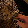 cat, tabby, paw, human_hand, leopard_print, blanket, playful, indoor, pet, feline, closeup, claws, fur, striped, touch, interaction, cozy, relaxed, cute, animal