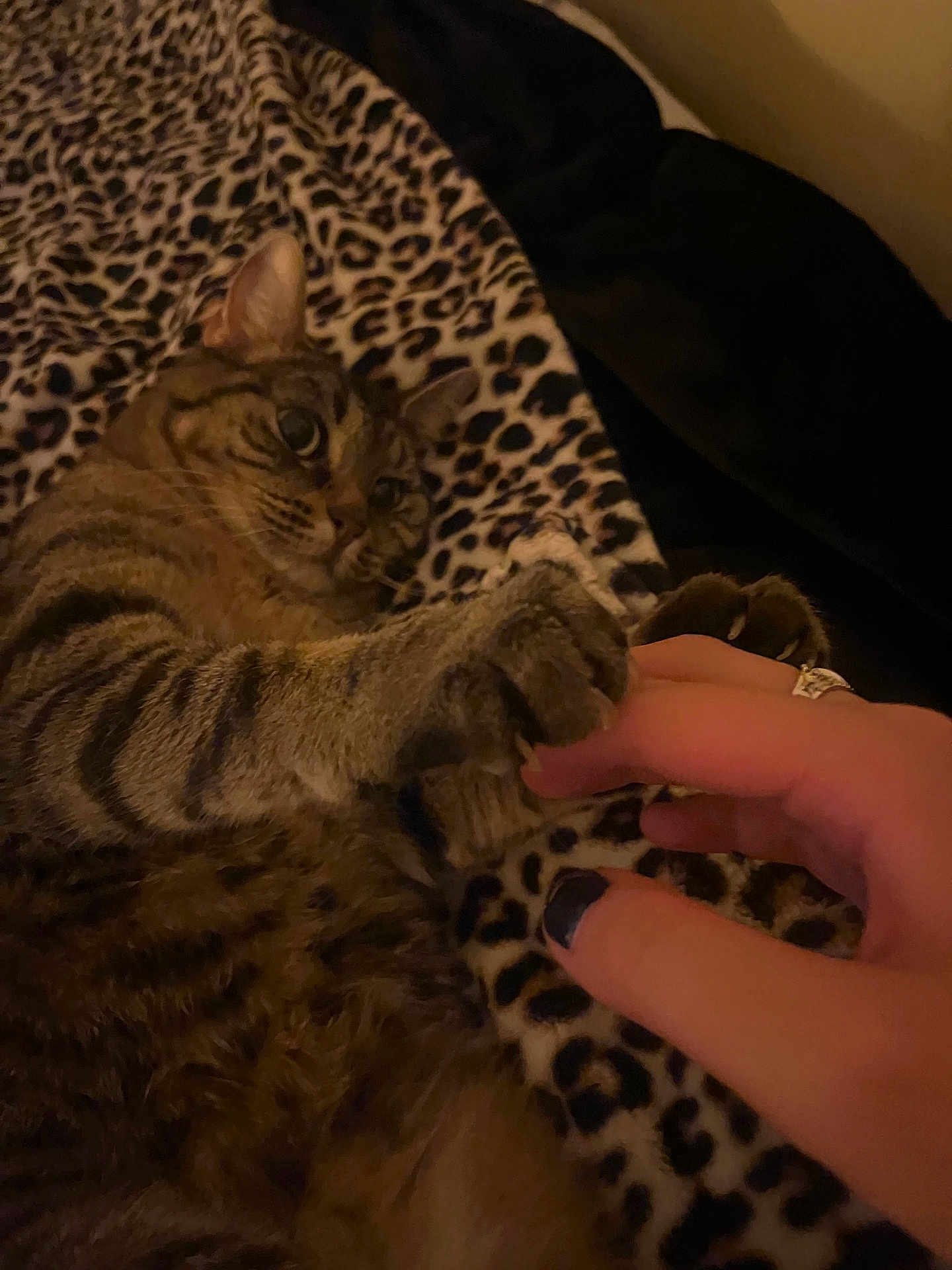 Kitty joined the competition — help win amazing prizes! cat, tabby, paw, human_hand, leopard_print, blanket, playful, indoor, pet, feline, closeup, claws, fur, striped, touch, interaction, cozy, relaxed, cute, animal