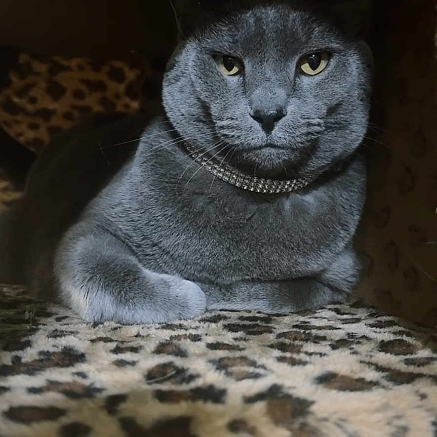 Suede