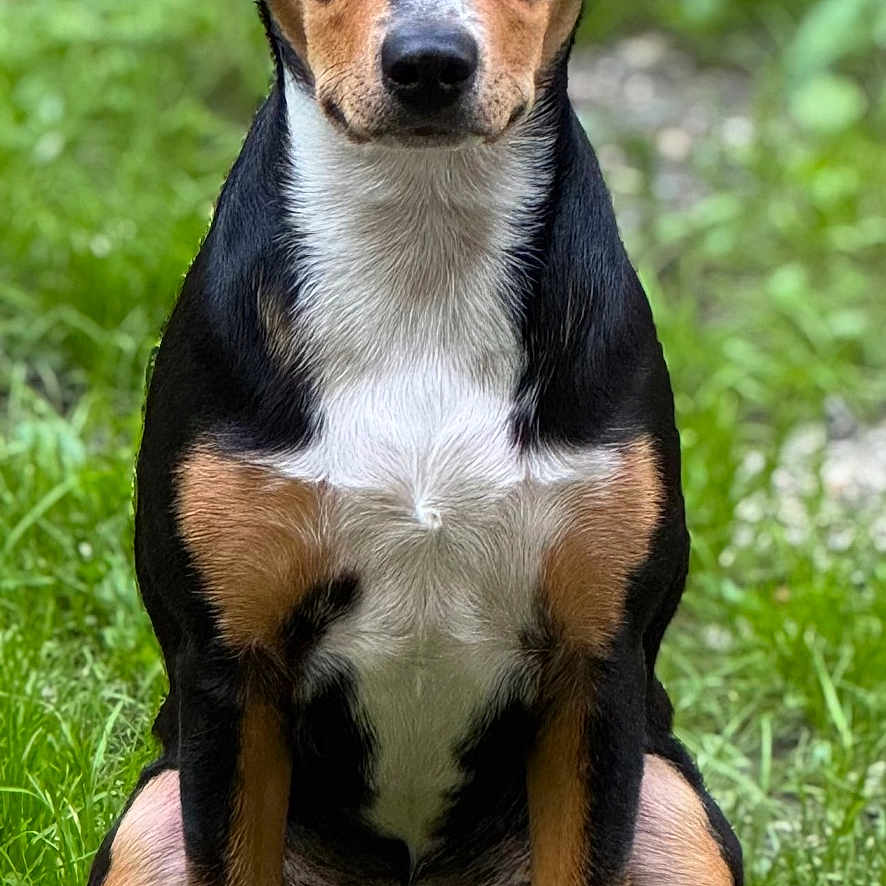 Luna is registered to the contest to win money with this photo: animal, background, black, brown, canine, cute, dog, ears, eyes, friendly, fur, grass, muzzle, nature, nose, outdoor, pet, portrait, sitting, white