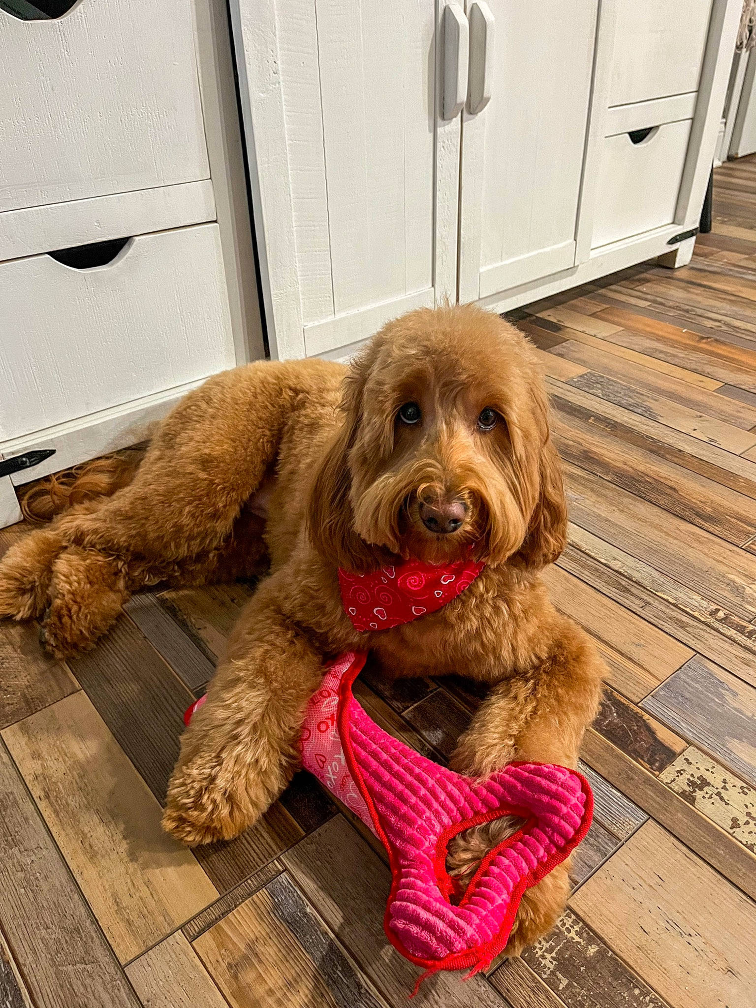 Maisie Lou joined the competition — help win amazing prizes! biting, canidae, carnivore, collar, companion_dog, dog, dog_breed, dog_collar, dog_supply, fawn, flooring, fur, hardwood, leash, liver, pet_supply, snout, spaniel, wood, working_animal