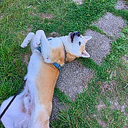 Alkinarus participe au concours pour gagner de l'argent avec cette photo : animal, canine, casual, dog, fun, fur, grass, greenery, happy, leash, lying_down, nature, outdoor, pavement, pet, playful, resting, stone_path, summer, walking