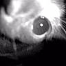 Gigi joined the competition — help win amazing prizes! dog, close_up, black_and_white, eyes, face, animal, pet, curious, low_light, snout, whiskers, portrait, canine, indoors, night_vision, monochrome, cute, looking, muzzle, furry