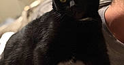Gigi is registered to the contest to win money with this photo: black_cat, cat, pet, animal, yellow_eyes, fur, close_up, indoor, person, relaxing, cozy, bed, soft_light, whiskers, domestic_cat, companion, resting, feline, portrait, cute