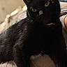 black_cat, cat, pet, animal, yellow_eyes, fur, close_up, indoor, person, relaxing, cozy, bed, soft_light, whiskers, domestic_cat, companion, resting, feline, portrait, cute