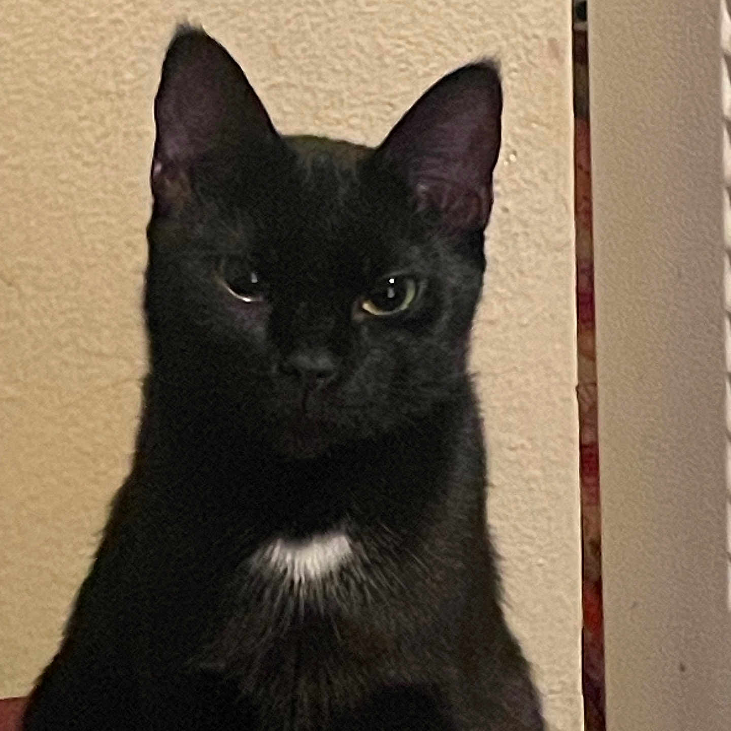 Gigi