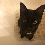 Gigi is registered to the contest to win money with this photo: animal, animal_face, black_cat, cat, close_up, curious, cute, domestic_cat, ears, feline, floor, indoor, looking_up, mat, pet, portrait, sitting, whiskers, white_patch, yellow_eyes