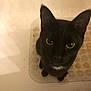 animal, animal_face, black_cat, cat, close_up, curious, cute, domestic_cat, ears, feline, floor, indoor, looking_up, mat, pet, portrait, sitting, whiskers, white_patch, yellow_eyes