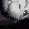 Gigi is registered to the contest to win money with this photo: cat, close_up, night, black_and_white, blurry, animal, pet, whiskers, eyes, face, curious, feline, portrait, dark, reflection, indoor, muzzle, nose, fur, close