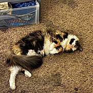 Sophia The Calio joined the competition — help win amazing prizes! cat, fluffy, carpet, indoor, pet, resting, curious, feline, multi-colored, plastic_drawer, clothes, brown, cozy, lying_down, whiskers, tail, paw, fur, home, cute