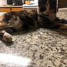 cat, calico_cat, feline, pet, indoor, kitchen, countertop, appliances, stove, knife_block, wooden_cabinets, relaxed, laying_down, fur, whiskers, ears, shadow, domestic, home, animal