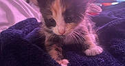 Sophia The Calio is registered to the contest to win money with this photo: kitten, calico, cat, feline, pet, animal, fur, whiskers, blanket, purple_lighting, soft_light, indoor, cute, small, young, cozy, resting, close_up, portrait, sleepy