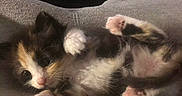 Sophia The Calio is registered to the contest to win money with this photo: animal, calico, cat, clothing, cozy, cute, domestic_animal, feline, fur, indoor, kitten, lap, paw, pet, pink_paw_pads, relaxed, resting, soft, sweatpants, young