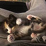 kitten, cat, calico, pet, animal, paw, pink_paw_pads, fur, cute, lap, clothing, sweatpants, indoor, cozy, resting, young, feline, domestic_animal, soft, relaxed
