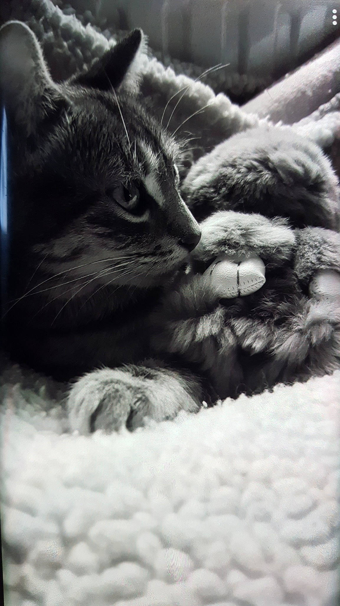 Angie participe au concours pour gagner de l'argent avec cette photo : black_and_white, black_cat, carnivore, cat, claw, close_up, comfort, domestic_short_haired_cat, felidae, fur, gesture, grey, monochrome, monochrome_photography, nap, paw, small_to_medium_sized_cats, snout, style, whiskers