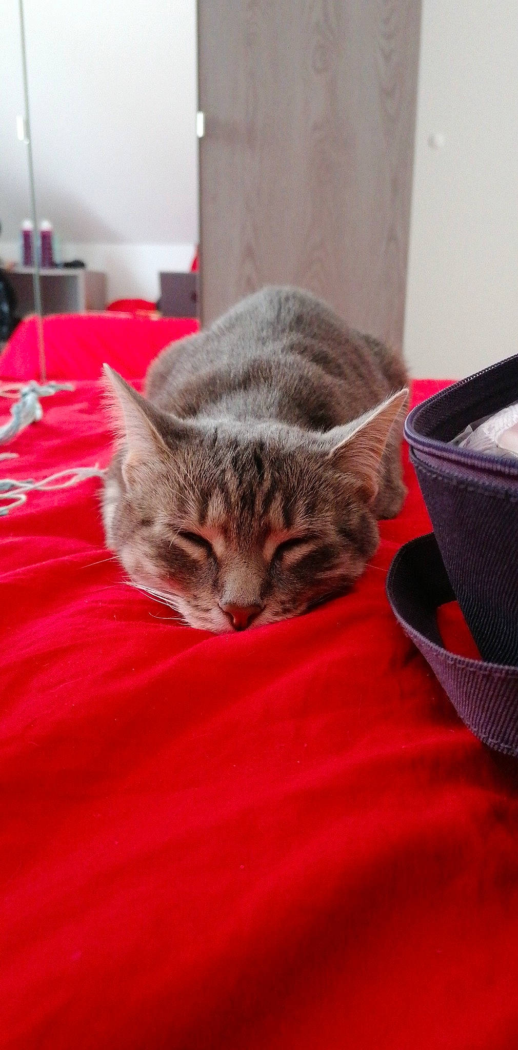 Angie a rejoint le concours — aidez-le/la à gagner de superbes lots ! bed, carnivore, cat, claw, comfort, domestic_short_haired_cat, felidae, flooring, fur, linens, nap, room, sleep, small_to_medium_sized_cats, snout, tail, terrestrial_animal, whiskers, wood