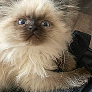 Scooter is registered to the contest to win money with this photo: kitten, cat, fluffy, fur, wide_eyes, pet, animal, cute, indoor, close_up, face, paw, texture, black, brown, cream, young, feline, curious, soft