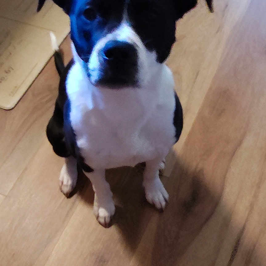 Pickles joined the competition — help win amazing prizes! animal, black_and_white, canine, companion, curious, cute, dog, domestic, ears, flooring, friendly, fur, home, household, indoor, looking_up, paw, pet, sitting, wooden_floor