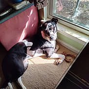 Pickles joined the competition — help win amazing prizes! animal, black_and_white, carpet, chew_toy, corner, cozy, curtain, daylight, dog, fur, home, indoor, looking, lying_down, pet, relaxed, resting, shadow, sunlight, window