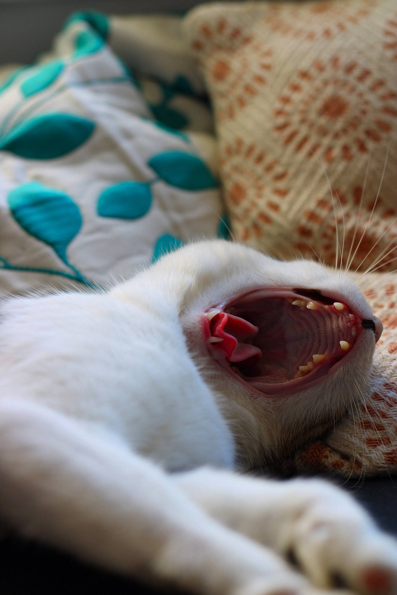 Maya a rejoint le concours — aidez-le/la à gagner de superbes lots ! carnivore, cat, comfort, companion_dog, domestic_short_haired_cat, fang, fawn, felidae, foot, fur, linens, pattern, paw, room, small_to_medium_sized_cats, snout, sporting_group, terrestrial_animal, whiskers, yawn