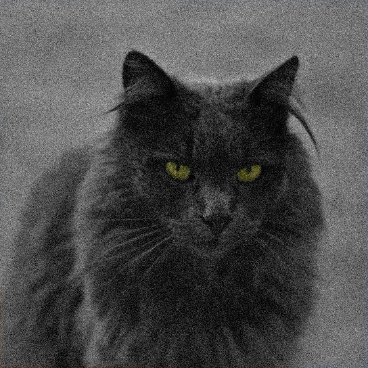 Pito a rejoint le concours — aidez-le/la à gagner de superbes lots ! british_longhair, carnivore, cat, close_up, felidae, fur, grey, monochrome, monochrome_photography, small_to_medium_sized_cats, snout, terrestrial_animal, whiskers, wildlife