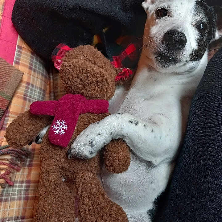 Buggar