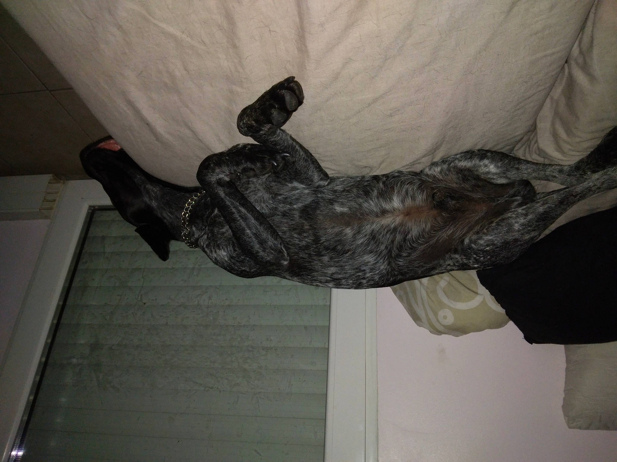 Lasko a rejoint le concours — aidez-le/la à gagner de superbes lots ! elbow, flooring, fur, gesture, glove, grey, hardwood, human_leg, room, sculpture, sleeve, statue, wing, wood, wrist