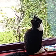 Hollie is registered to the contest to win money with this photo: cat, black_and_white_cat, windowsill, window, indoor, pet, animal, fur, tail, greenery, plants, garden, nature, curious, sitting, whiskers, domestic_cat, house, daylight, feline