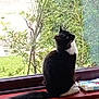 cat, black_and_white_cat, windowsill, window, indoor, pet, animal, fur, tail, greenery, plants, garden, nature, curious, sitting, whiskers, domestic_cat, house, daylight, feline