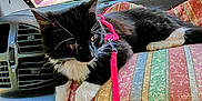 Hollie joined the competition — help win amazing prizes! animal, black_and_white, car_dashboard, car_interior, cat, cushion, daylight, feline, greenery, indoors, leash, pet, relaxed, road, striped_cushion, travel, tuxedo_cat, vehicle, window, windshield