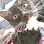 Hollie joined the competition — help win amazing prizes! animal, black_cat, blurry, cat, close_range, close_up, cute, domestic_cat, eyes, feline, fur, indoor, mammal, pet, pink_harness, playful, soft_focus, tongue, whiskers, white_whiskers