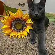 Smokey joined the competition — help win amazing prizes! cat, gray_cat, sunflower, flower, carpet, indoor, furniture, drawer, paw, pet, animal, curious, relaxed, plant, leaf, closeup, portrait, domestic, cute, resting