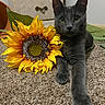 cat, gray_cat, sunflower, flower, carpet, indoor, furniture, drawer, paw, pet, animal, curious, relaxed, plant, leaf, closeup, portrait, domestic, cute, resting