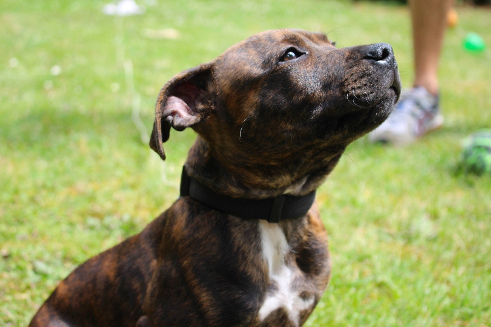 Timba a rejoint le concours — aidez-le/la à gagner de superbes lots ! carnivore, collar, companion_dog, dog, dog_breed, dog_collar, dog_supply, fawn, grass, green, guard_dog, liver, pet_supply, shorts, sporting_group, tail, terrestrial_animal, whiskers, working_animal, working_dog