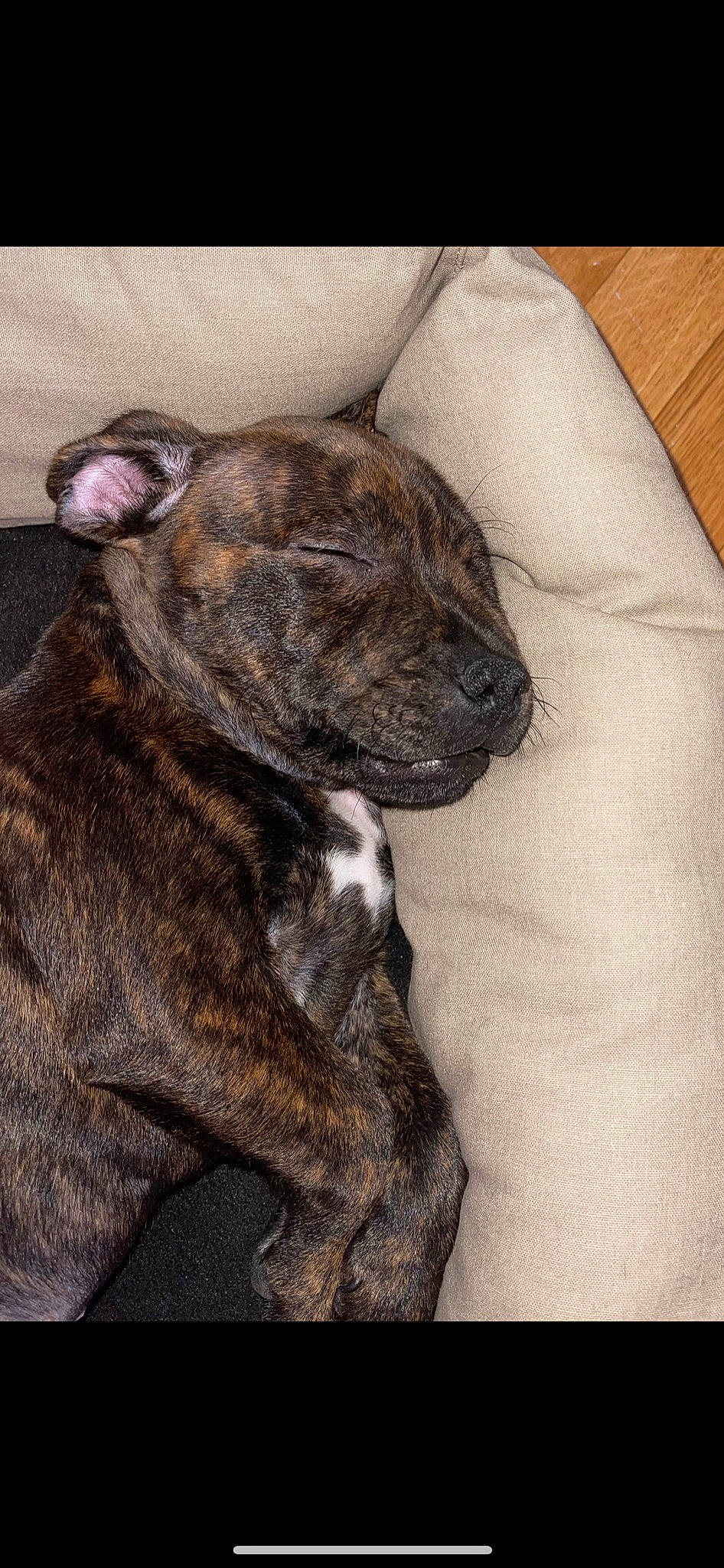 Timba participe au concours pour gagner de l'argent avec cette photo : canidae, carnivore, comfort, companion_dog, dog, dog_breed, fawn, fur, liver, nap, non_sporting_group, snout, sporting_group, tail, terrestrial_animal, whiskers, working_animal