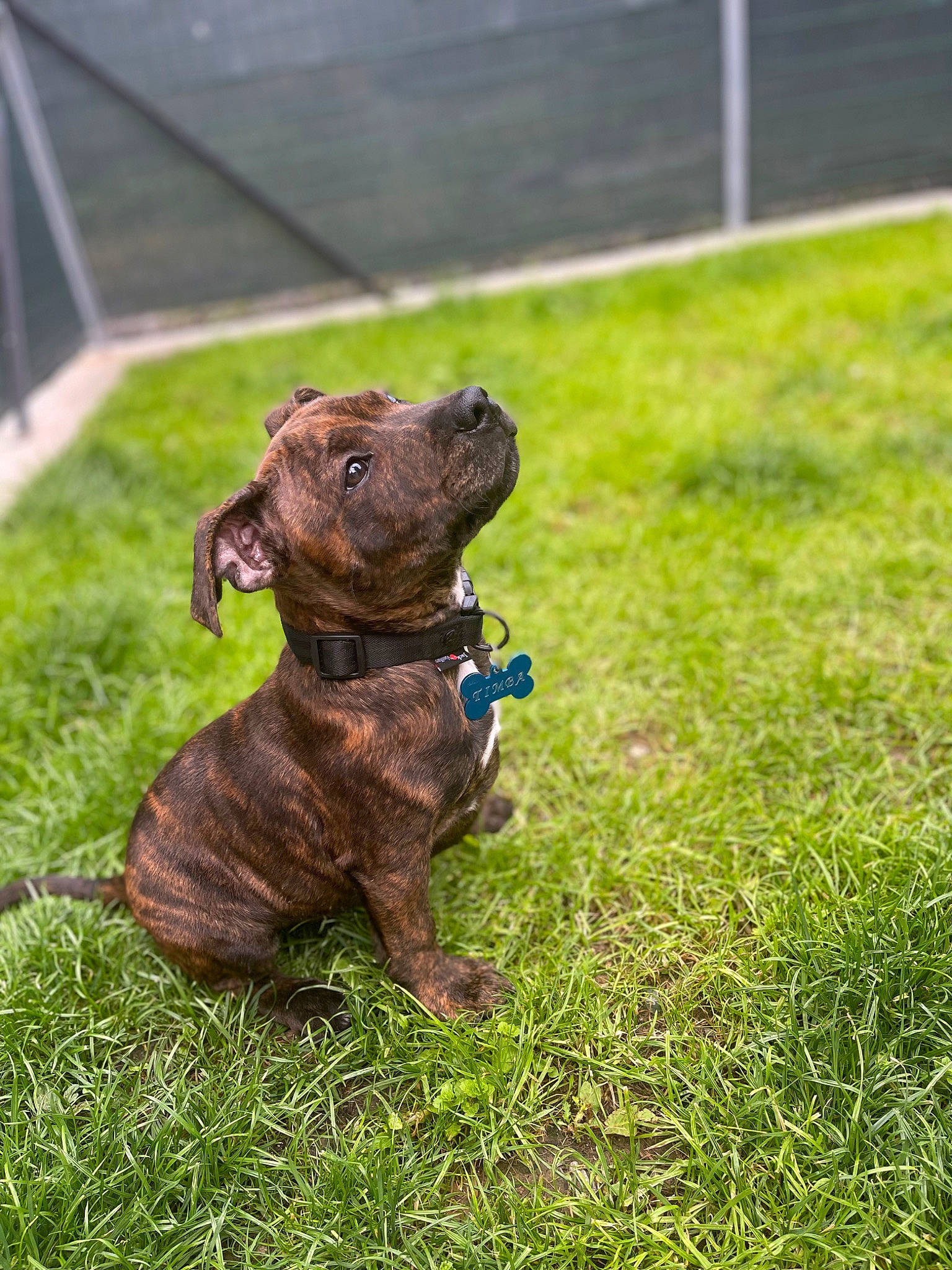 Timba participe au concours pour gagner de l'argent avec cette photo : art, carnivore, collar, companion_dog, dog, dog_breed, dog_collar, fawn, grass, gun_dog, lawn, leash, liver, pet_supply, sculpture, snout, sporting_group, tail, terrestrial_animal, working_animal