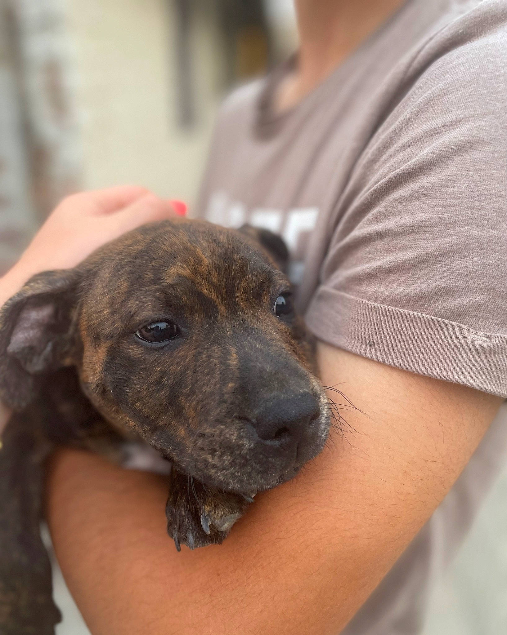 Timba a rejoint le concours — aidez-le/la à gagner de superbes lots ! canidae, carnivore, companion_dog, dog, dog_breed, ear, fawn, fur, guard_dog, non_sporting_group, puppy, snout, sporting_group, terrestrial_animal, whiskers, working_animal, working_dog, wrinkle