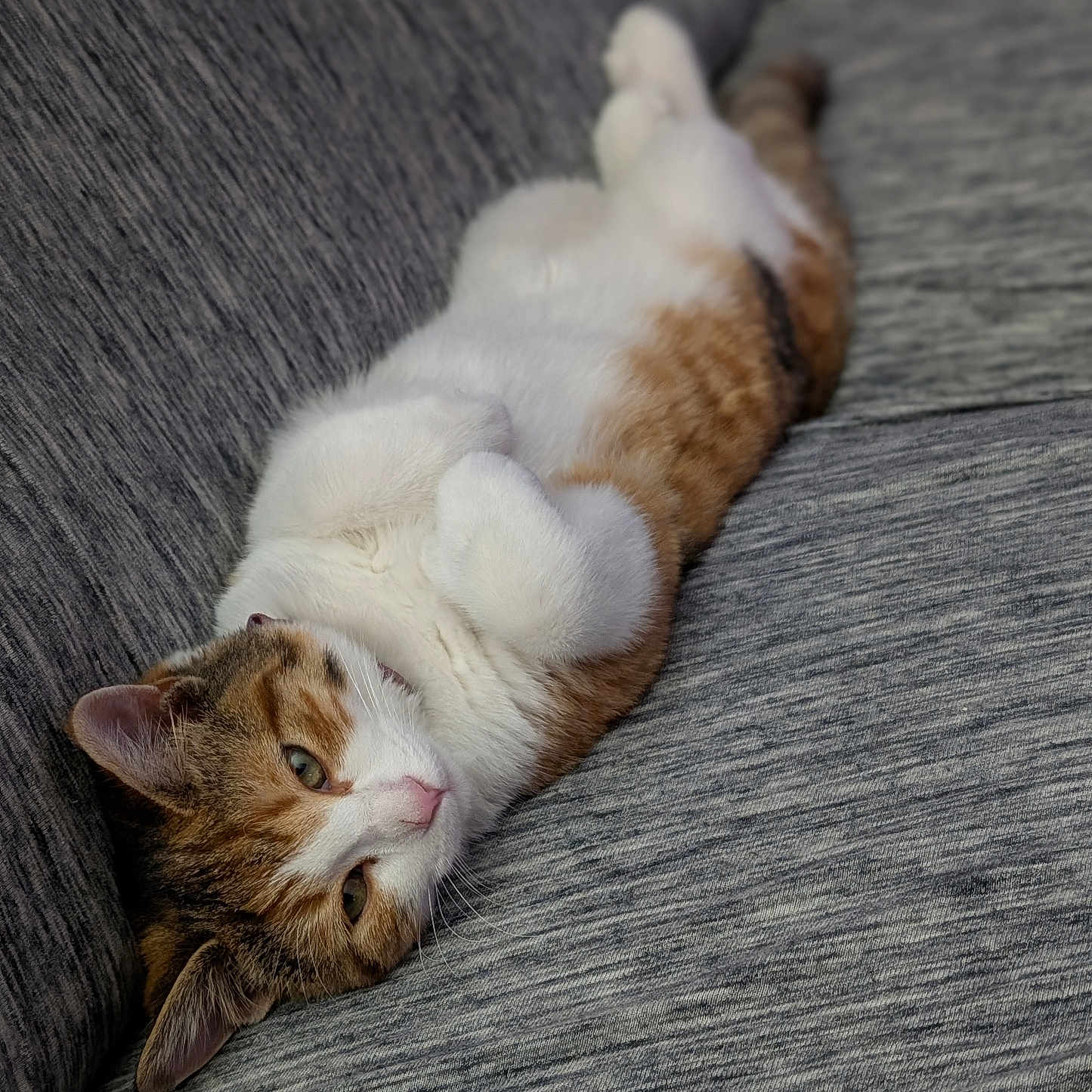 Olive joined the competition — help win amazing prizes! abyssinian, animal, armchair, cat, chair, couch, furniture, hardwood, indoors, kitten, manx, person, pet, siamese, sleeping, wood