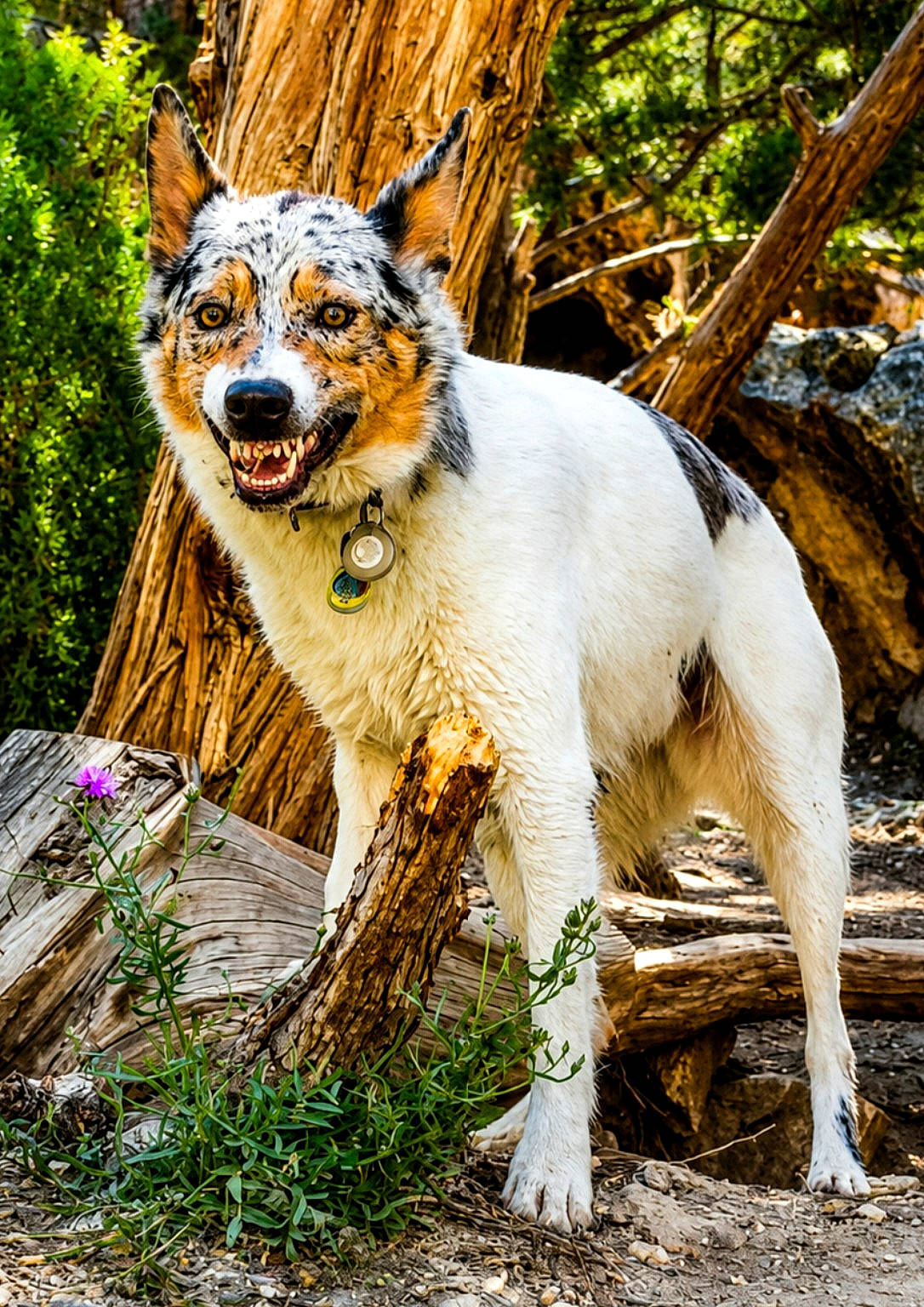 Milo