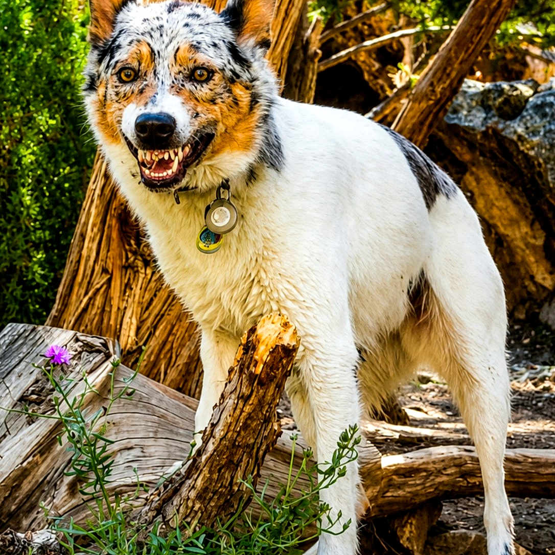 Milo