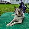Milo is registered to the contest to win money with this photo: dog, outdoor, grass, mat, camping_chair, camper, truck, cloudy_sky, leash, pet, resting, relaxed, nature, vehicle, recreational_vehicle, canine, domestic_animal, field, summer, daytime